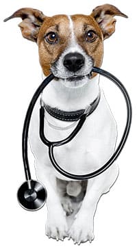 jack russel terrier con stetoscopio in bocca