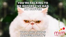 MEME MARKETING: Meme marketing rappresentata da un gatto e il dramma del caffe